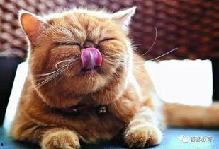 娱乐吃瓜猫的作品,揭秘娱乐圈那些不为人知的幕后故事